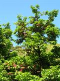 Syzygium malaccense